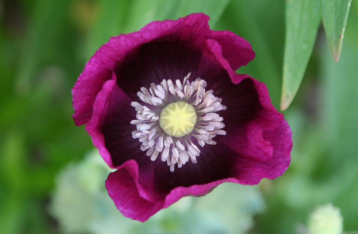 saving flower seeds