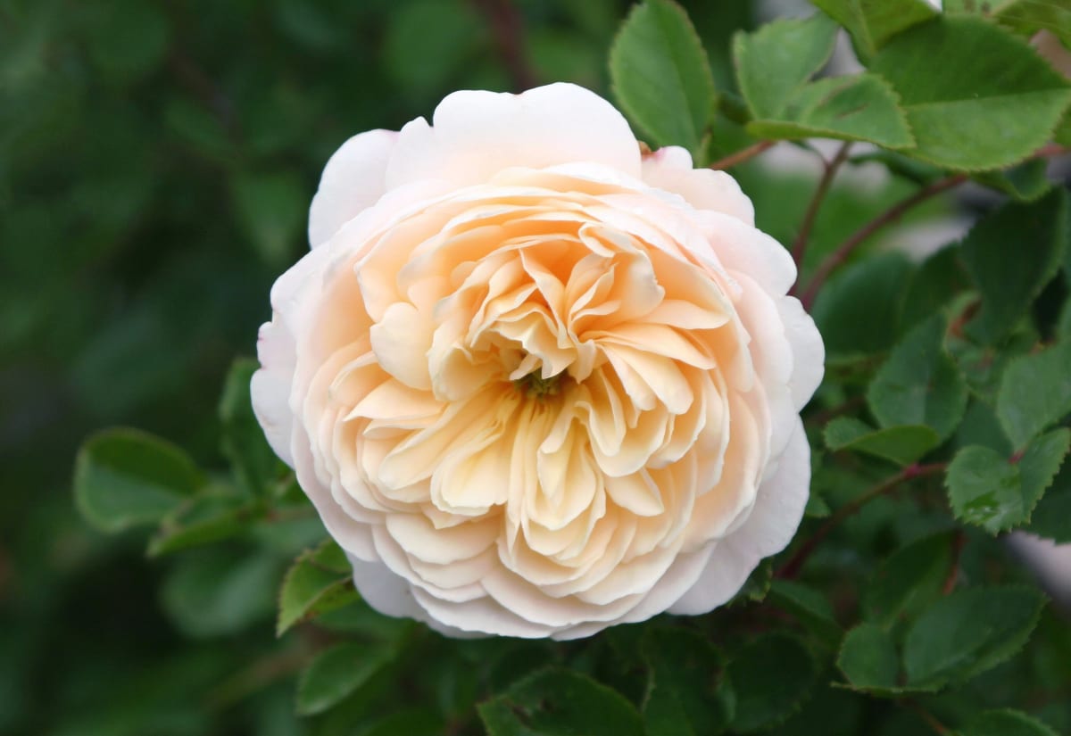 Rose 'Crocus Rose'