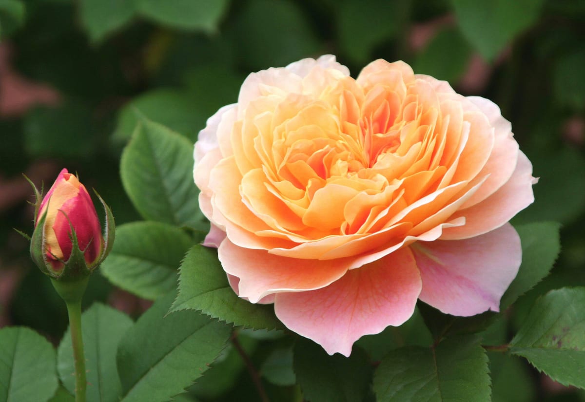 Rose 'The Impressionist'