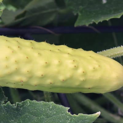 Cucumber 'Silver Slicer'