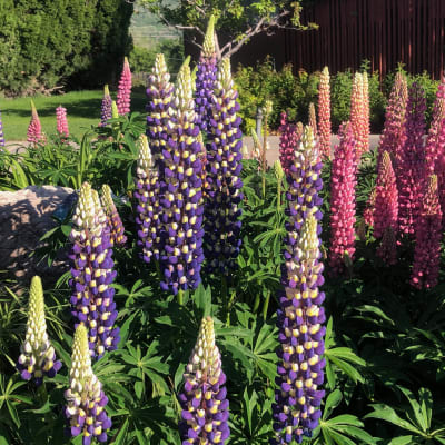 Lupine 'Russell Hybrids'