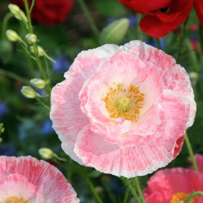 Poppy seeds