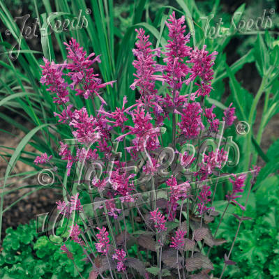 Agastache 'Bolero'
