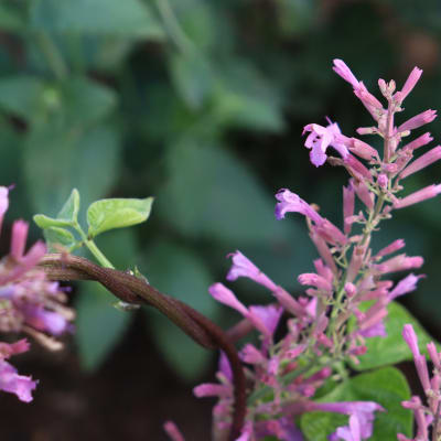 Agastache 'Heather Queen'