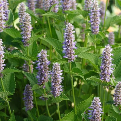 Agastache foeniculum