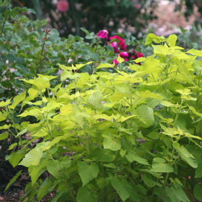 Agastache 'Golden Jubilee'