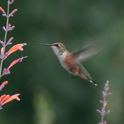 Agastache seeds