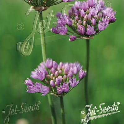 Mouse Garlic