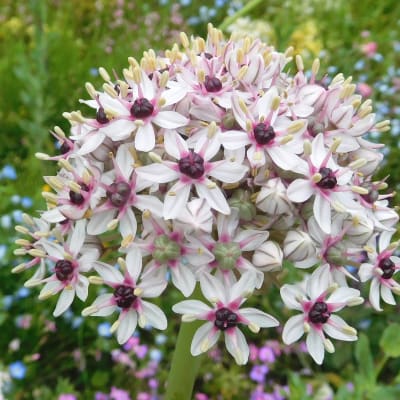 Allium 'Silver Spring'