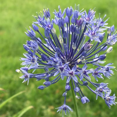 Allium caesium