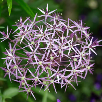 Allium christophii