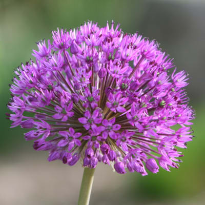 Allium 'Purple Sensation'