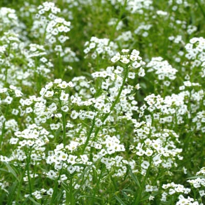 Alyssum 'Carpet of Snow'