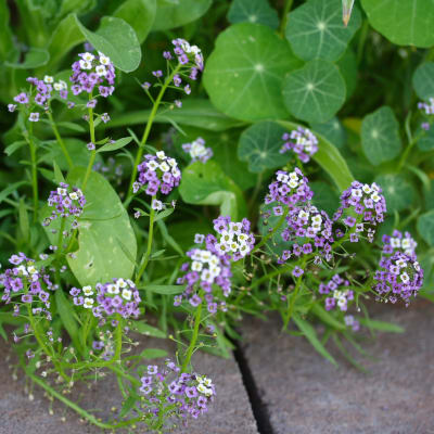 Alyssum 'Royal Carpet'