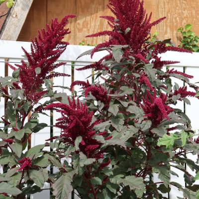 Amaranth 'Elena's Rojo'