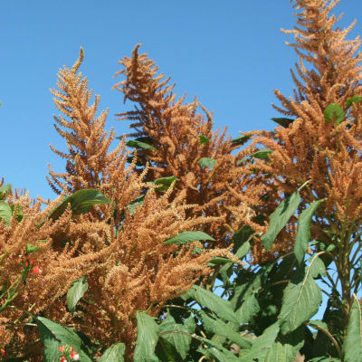 Amaranth 'Golden Giant'
