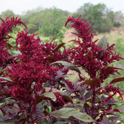 Amaranth 'Hopi Red Dye'