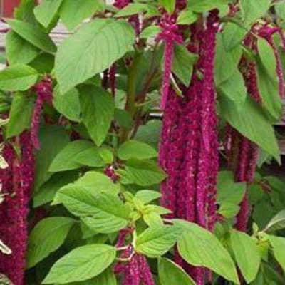 Amaranth 'Love Lies Bleeding'