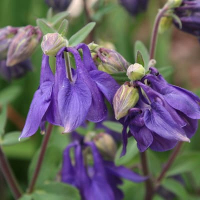 Aquilegia alpina