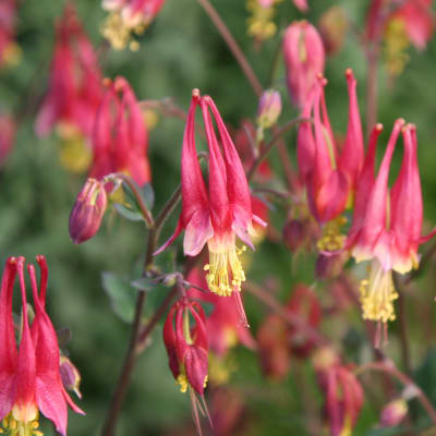 Aquilegia canadensis 'Little Lanterns'