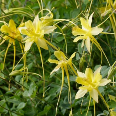 Aquilegia chrysantha 'Long-Spurred Yellow'