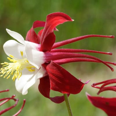 Aquilegia caerulea 'Crimson Star'