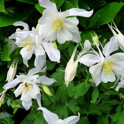 Aquilegia caerulea 'Crystal Star'