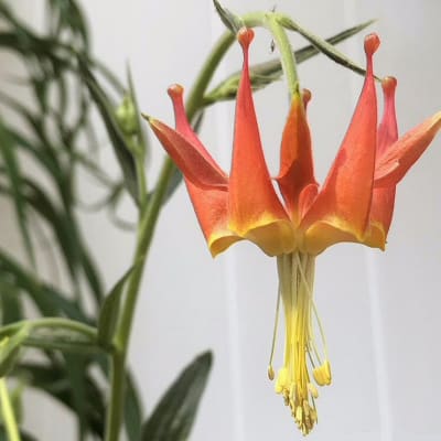 Aquilegia eximia