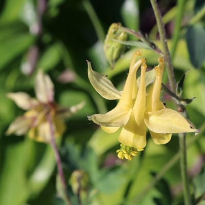 Aquilegia flavescens
