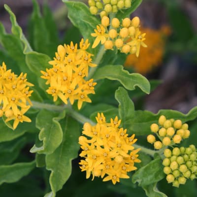 Asclepias tuberosa 'Hello Yellow'