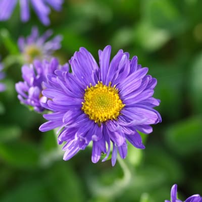 Aster alpinus 'Dark Beauty'