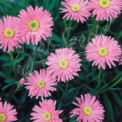 Aster alpinus 'Pinkie'
