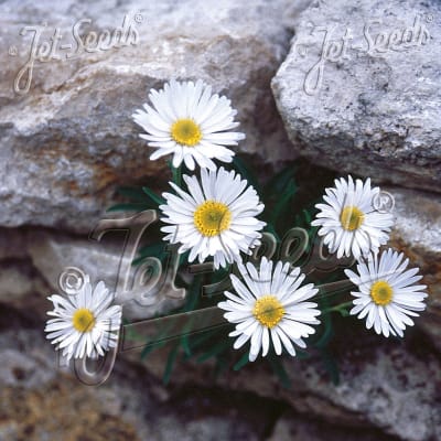 Aster alpinus 'White Beauty'