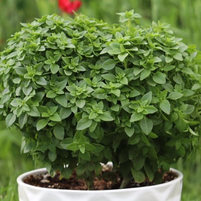 Basil 'Bonsai'