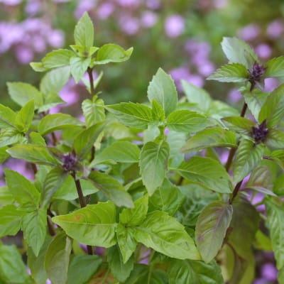 Basil 'Cinnamon'
