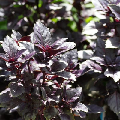 Basil 'Dark Opal'
