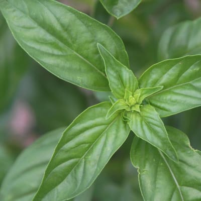 Basil 'Genovese'