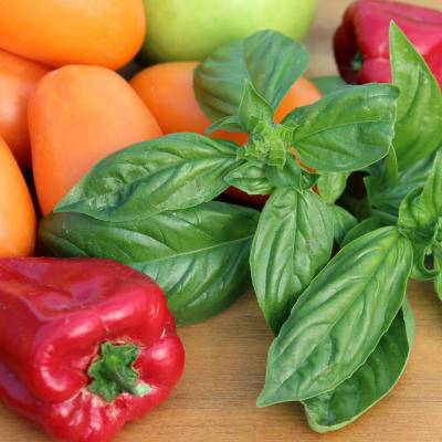 Basil 'Lettuce Leaf'