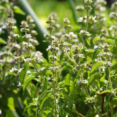 Basil 'Lime'