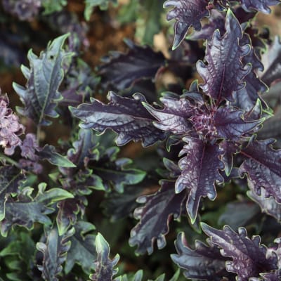 Basil 'Opalescent'