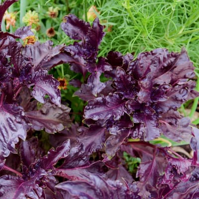 Basil 'Purple Ruffles'
