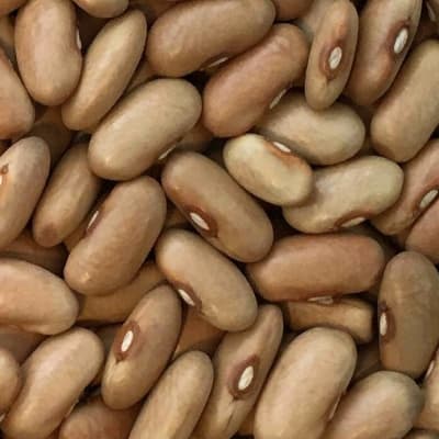 Bean 'Arikara Yellow'