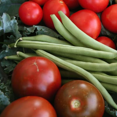 Bean 'Blue Lake Pole'