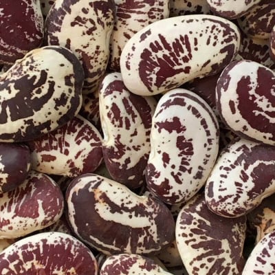 Bean 'Christmas Lima'