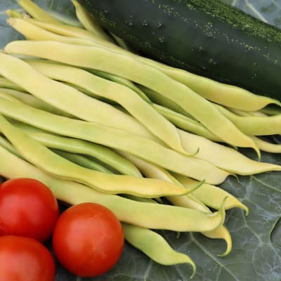 Bean 'Gold Nectar'