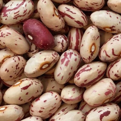 Bean 'Italian Cranberry'