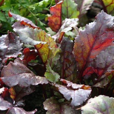 Beet 'Bull's Blood'