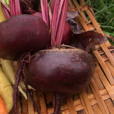 Beet 'Crosby's Egyptian'