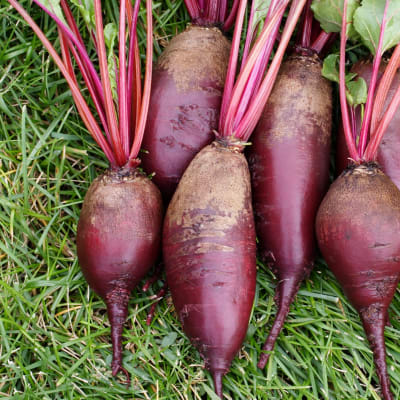Beet 'Cylindra'