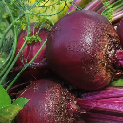 Beet 'Detroit Dark Red'